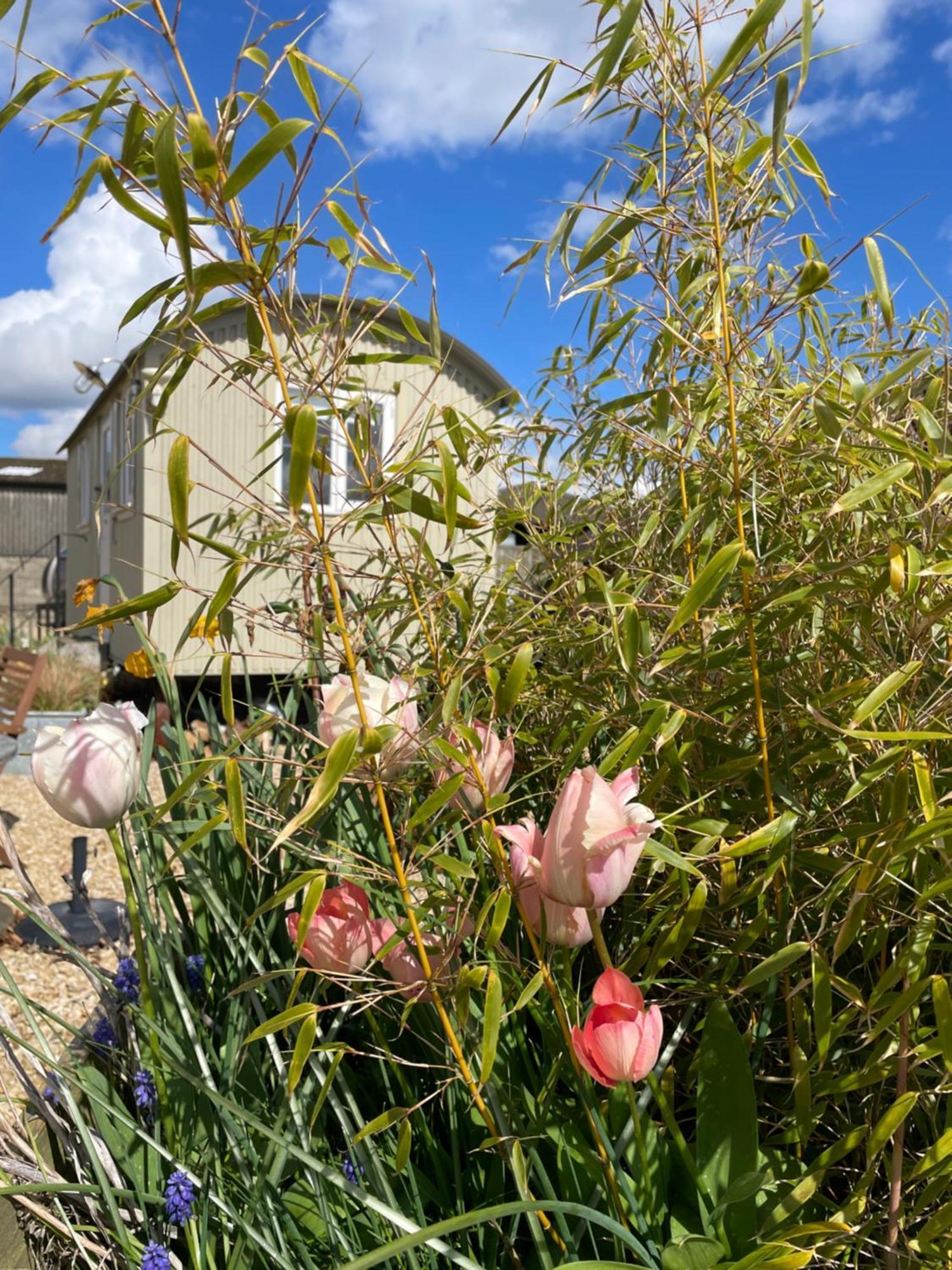 The Shepherd'S Hut Mixbury Exterior photo